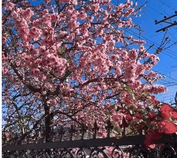 Co gi trong biet thu nha vuon 2.000m2 cua Bang Kieu o My?-Hinh-8