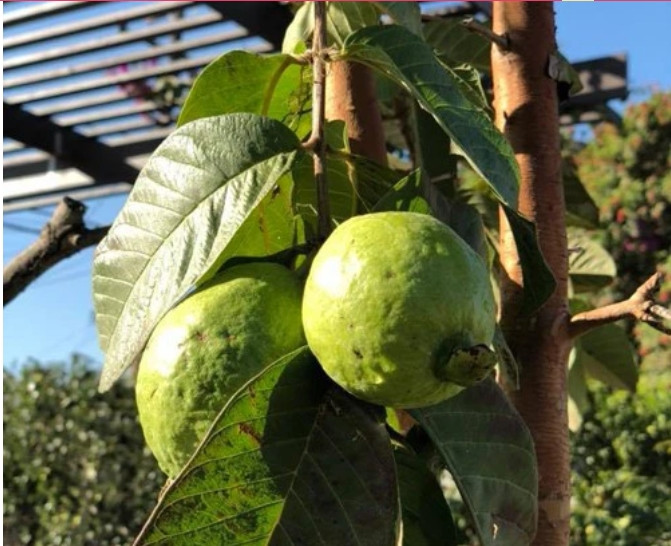 Co gi trong biet thu nha vuon 2.000m2 cua Bang Kieu o My?-Hinh-11