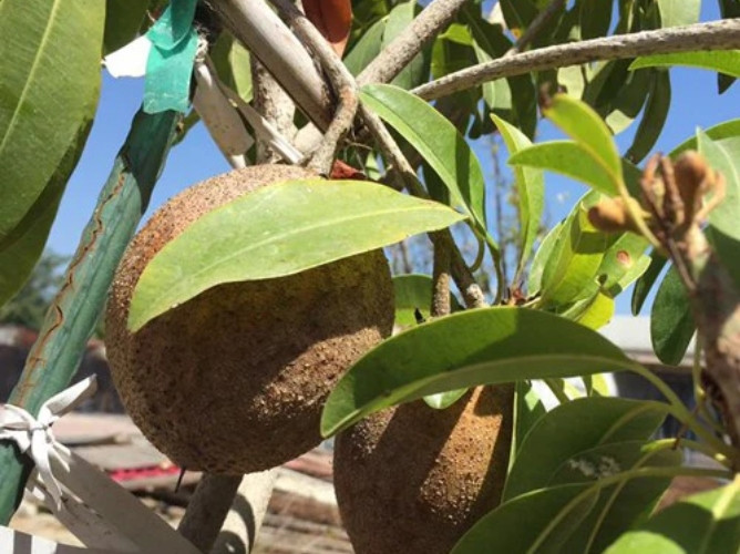 Co gi trong biet thu nha vuon 2.000m2 cua Bang Kieu o My?-Hinh-14