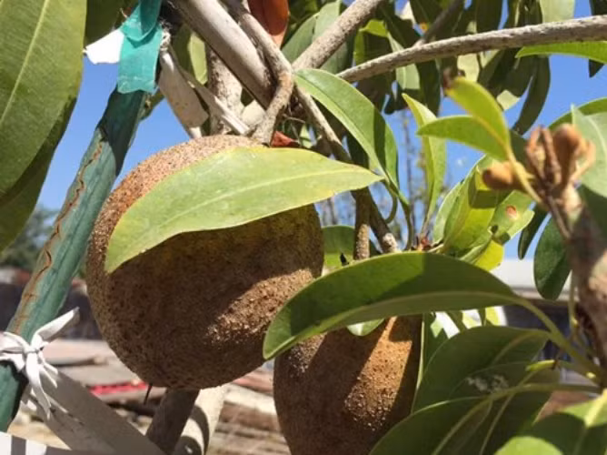 Co gi trong biet thu nha vuon 2.000m2 cua Bang Kieu o My?-Hinh-14