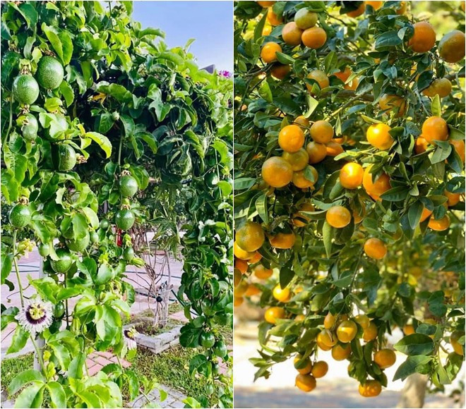 Co gi trong biet thu nha vuon 2.000m2 cua Bang Kieu o My?-Hinh-10