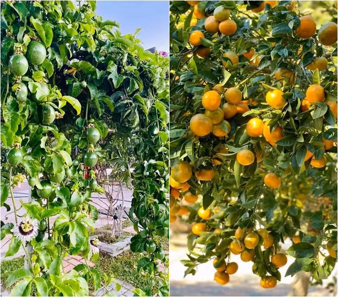 Co gi trong biet thu nha vuon 2.000m2 cua Bang Kieu o My?-Hinh-10