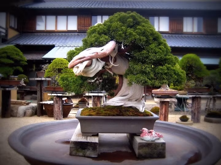 10 tac pham bonsai dat nhat the gioi, co cay gia ngang biet thu-Hinh-6