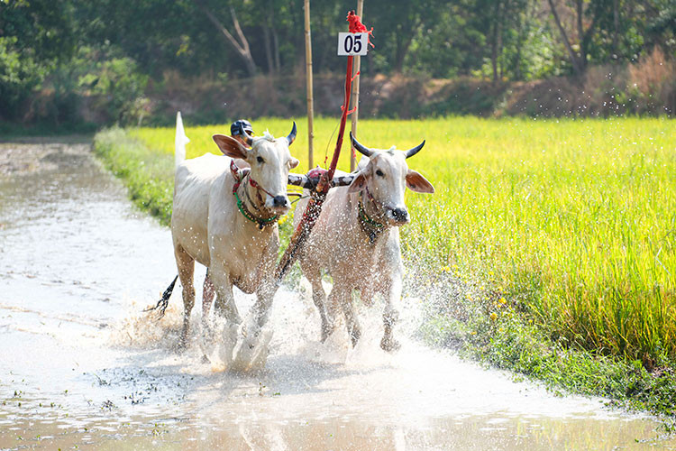 Trai nghiem Ford Territory - kham pha mien Tay, tiep noi di san-Hinh-5