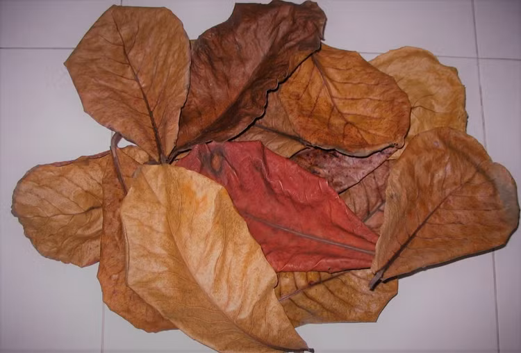 Nhung loai la rung day duong bat ngo thanh dac san “tranh nhau mua“-Hinh-6