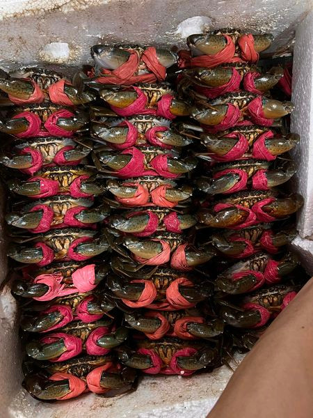 Loai cua ngon nhat Viet Nam luon “chay hang” dat co nao?-Hinh-4