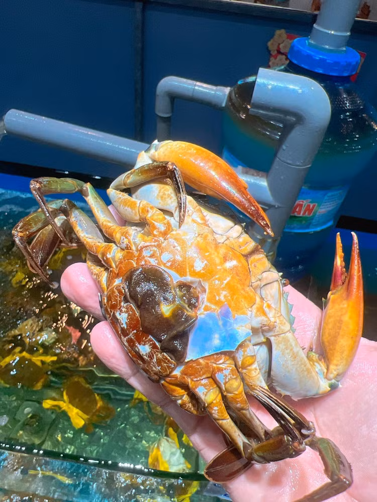 Loai cua ngon nhat Viet Nam luon “chay hang” dat co nao?-Hinh-6