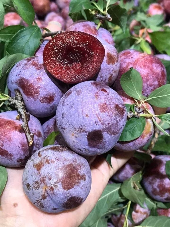 3 loai qua dac san gia cao ngat nguong van “chay hang“-Hinh-6