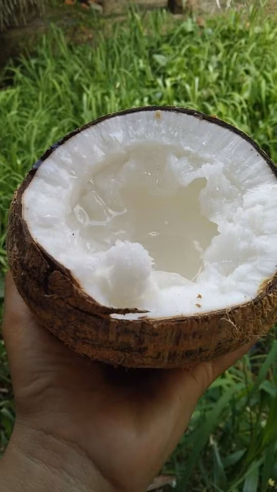 3 loai qua dac san gia cao ngat nguong van “chay hang“-Hinh-9