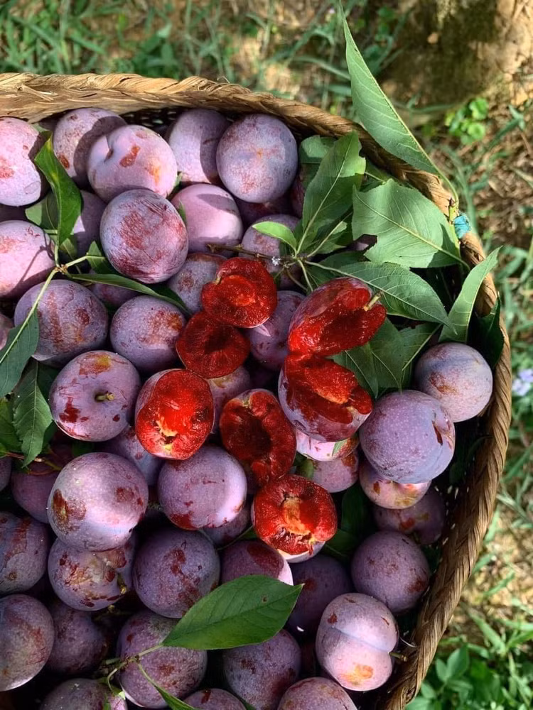 3 loai qua dac san gia cao ngat nguong van “chay hang“-Hinh-5