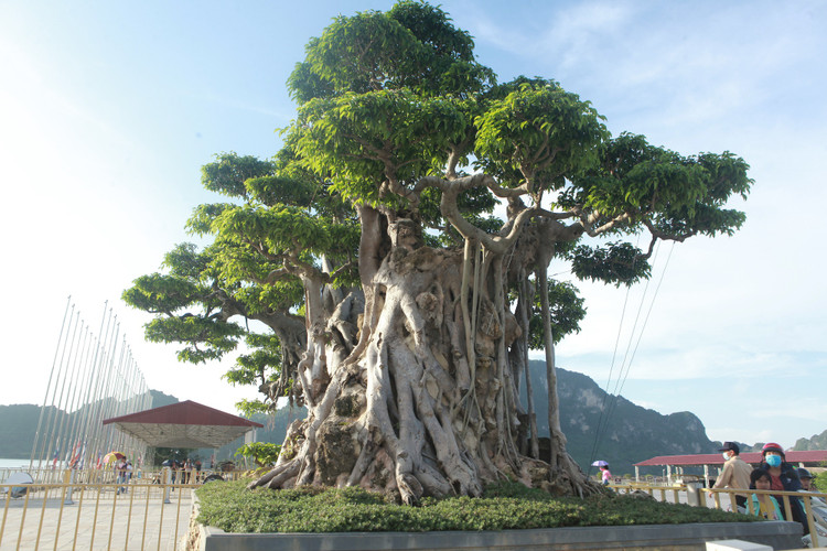 Bi an sanh trong chau lon nhat Viet Nam khien dai gia me man-Hinh-7