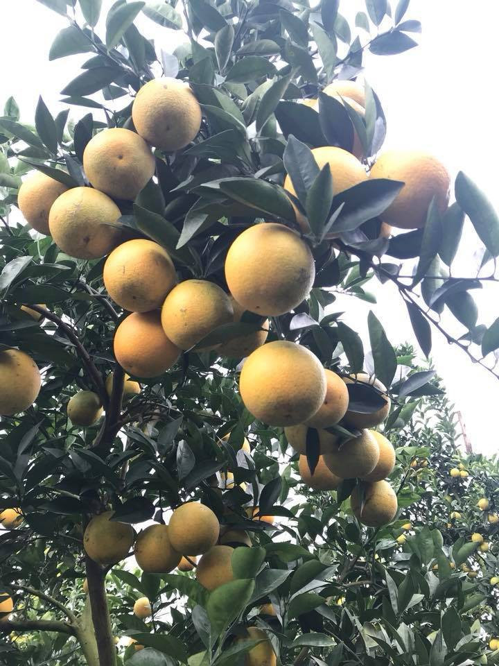 Tron mat xem nhung loai cay “man de” nhat Viet Nam-Hinh-8