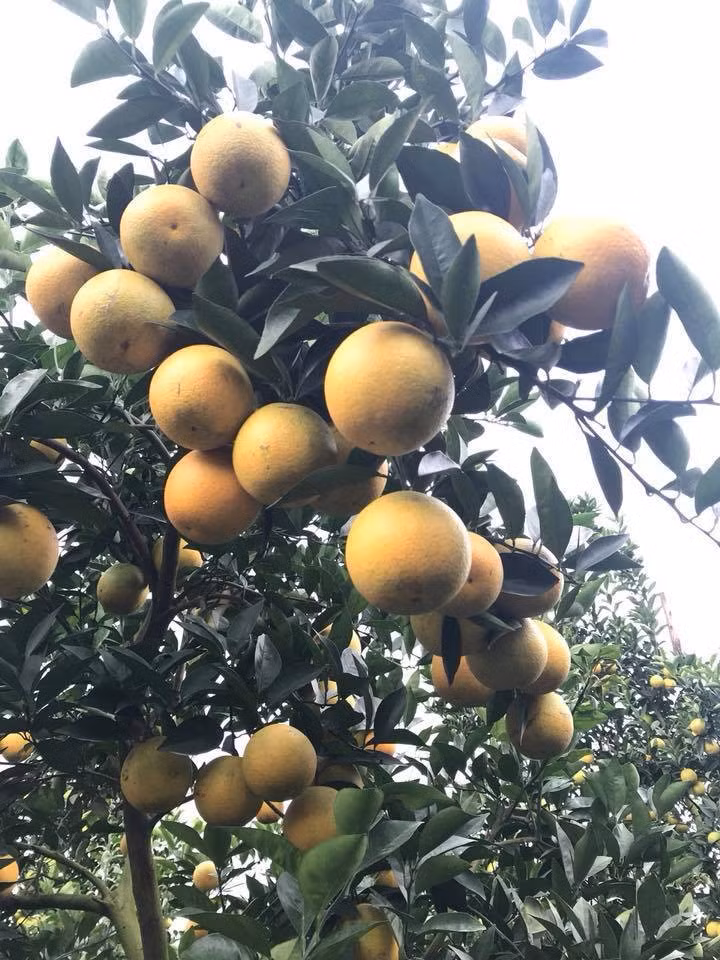 Tron mat xem nhung loai cay “man de” nhat Viet Nam-Hinh-8