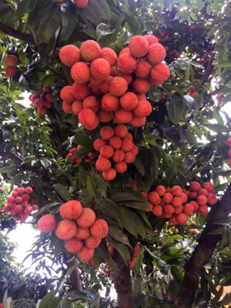 Tron mat xem nhung loai cay “man de” nhat Viet Nam-Hinh-11