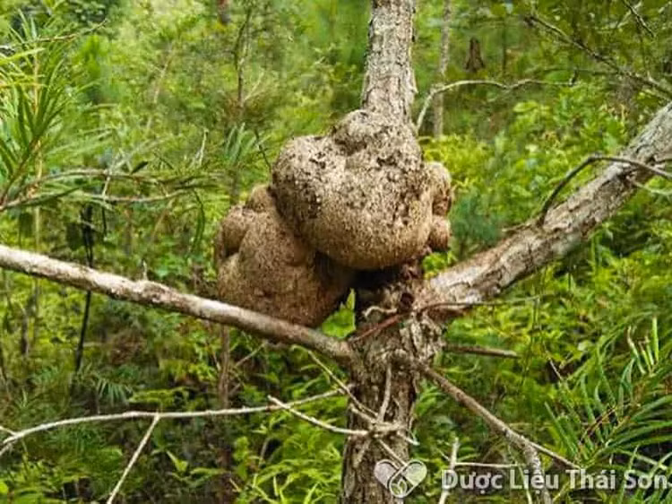 3 loai nam dat do luon “chay hang” tai Viet Nam-Hinh-10