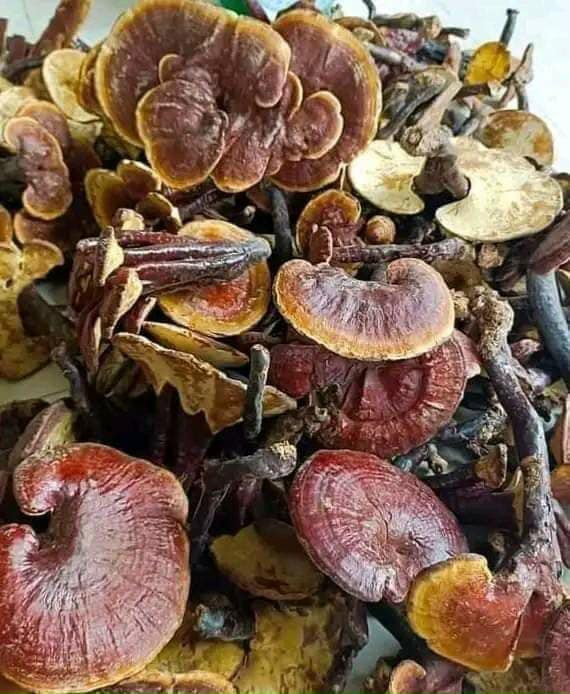 3 loai nam dat do luon “chay hang” tai Viet Nam-Hinh-7