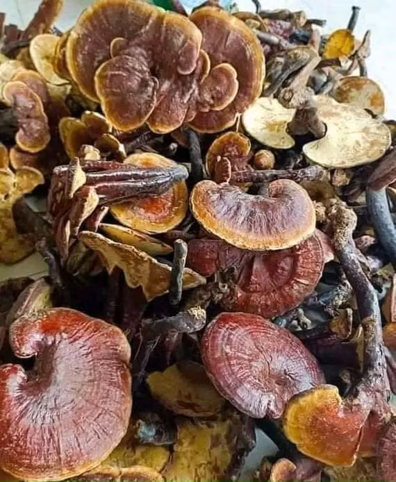 3 loai nam dat do luon “chay hang” tai Viet Nam-Hinh-7