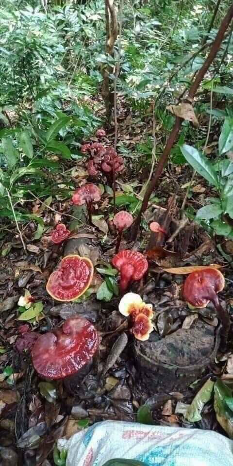 3 loai nam dat do luon “chay hang” tai Viet Nam-Hinh-6