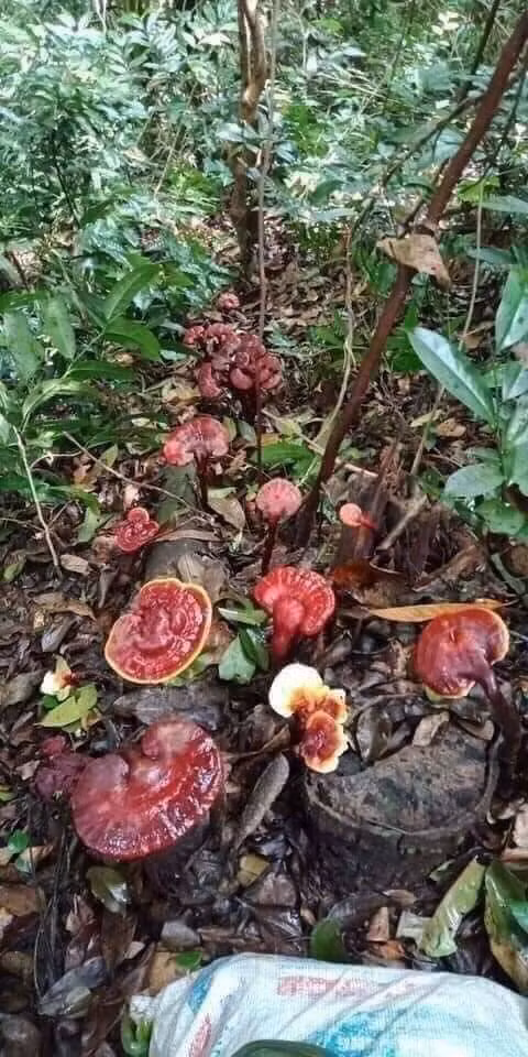 3 loai nam dat do luon “chay hang” tai Viet Nam-Hinh-6