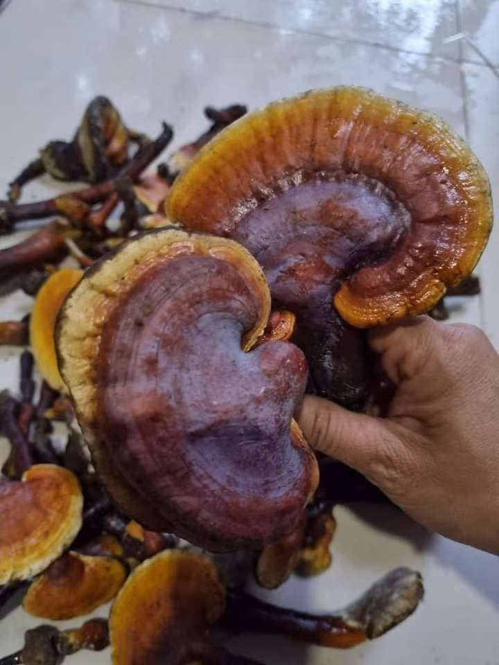 3 loai nam dat do luon “chay hang” tai Viet Nam-Hinh-5