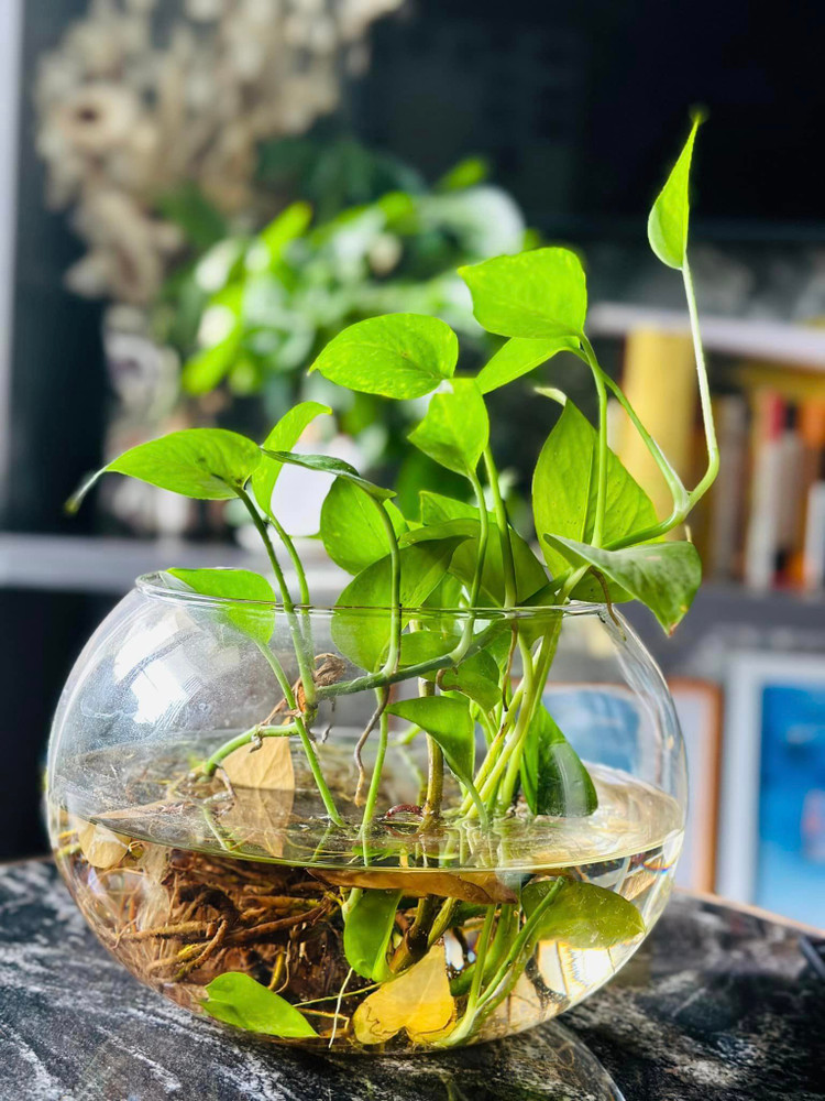 Biet thu ngap sac xanh dep den me man cua MC Dai Nghia-Hinh-6