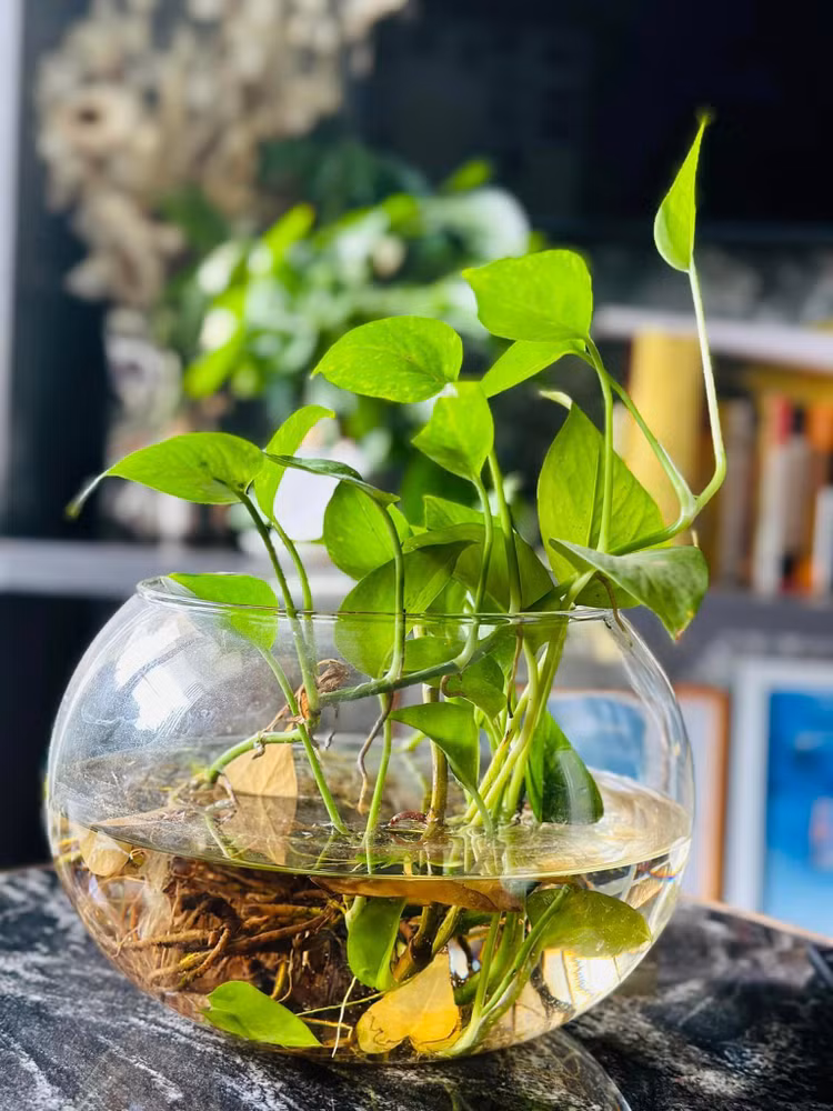 Biet thu ngap sac xanh dep den me man cua MC Dai Nghia-Hinh-6