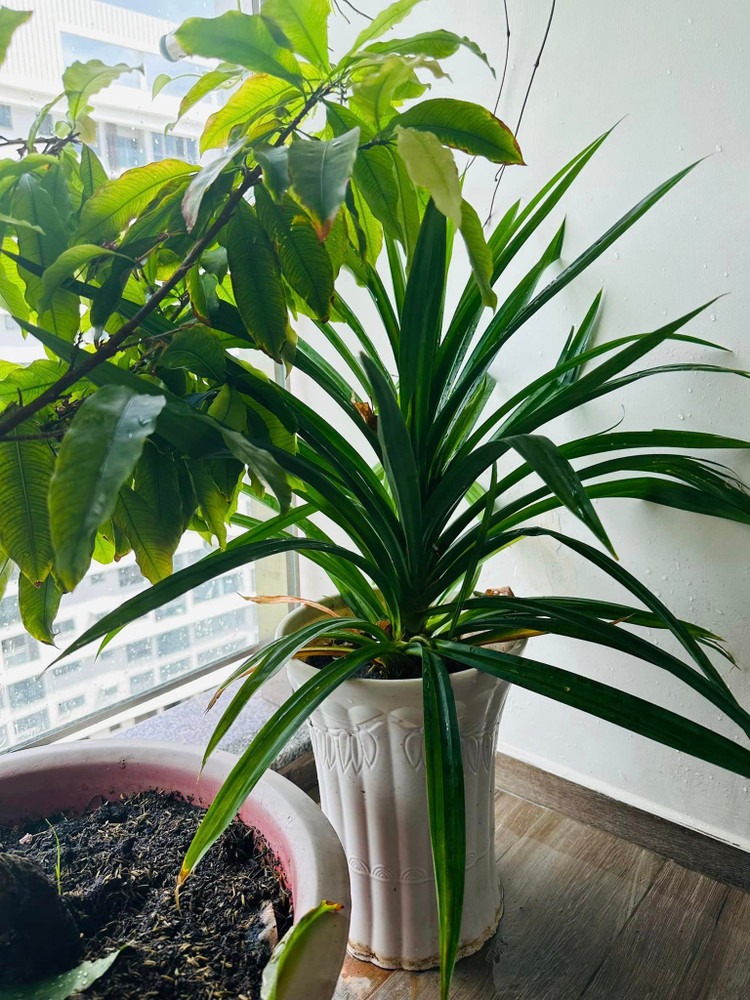 Biet thu ngap sac xanh dep den me man cua MC Dai Nghia-Hinh-4