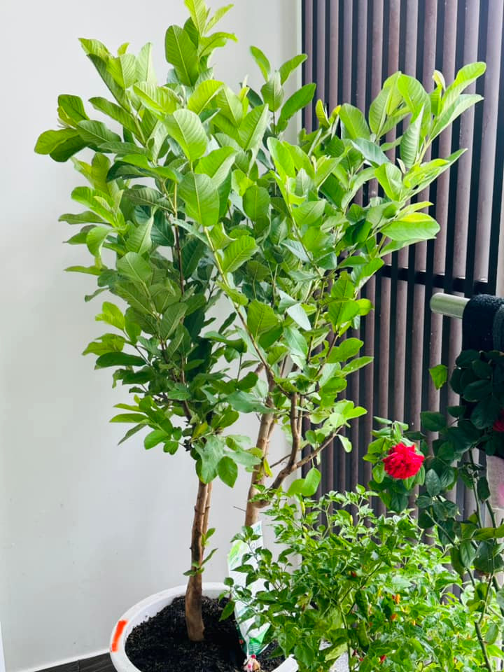 Biet thu ngap sac xanh dep den me man cua MC Dai Nghia-Hinh-2