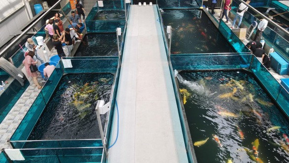 Do giau co cua dai gia ca Koi nuc tieng Viet Nam-Hinh-2