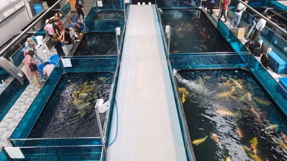 Do giau co cua dai gia ca Koi nuc tieng Viet Nam-Hinh-2