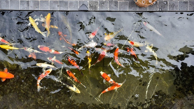 Do giau co cua dai gia ca Koi nuc tieng Viet Nam-Hinh-8