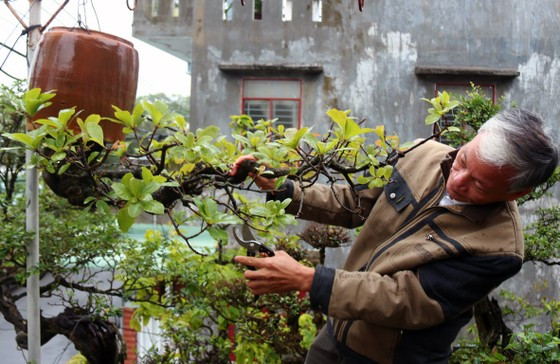 Can canh vuon bonsai moc nguoc doc nhat vo nhi o Viet Nam
