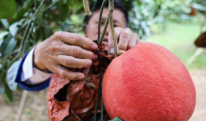 Buoi “tien vua” nua trieu dong/qua van “chay hang” truoc Tet Nguyen dan-Hinh-7