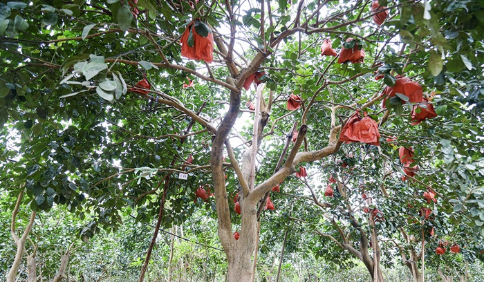 Buoi “tien vua” nua trieu dong/qua van “chay hang” truoc Tet Nguyen dan-Hinh-6