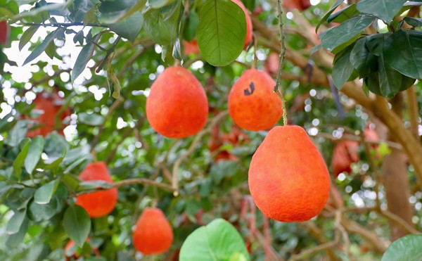 Buoi “tien vua” nua trieu dong/qua van “chay hang” truoc Tet Nguyen dan-Hinh-5