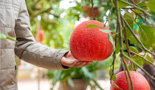 Buoi “tien vua” nua trieu dong/qua van “chay hang” truoc Tet Nguyen dan-Hinh-4