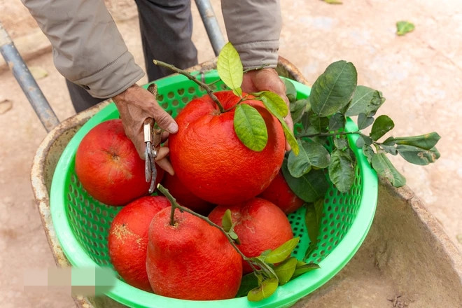 Buoi “tien vua” nua trieu dong/qua van “chay hang” truoc Tet Nguyen dan-Hinh-10