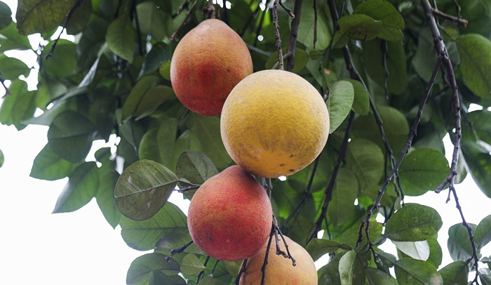 Buoi “tien vua” nua trieu dong/qua van “chay hang” truoc Tet Nguyen dan-Hinh-3