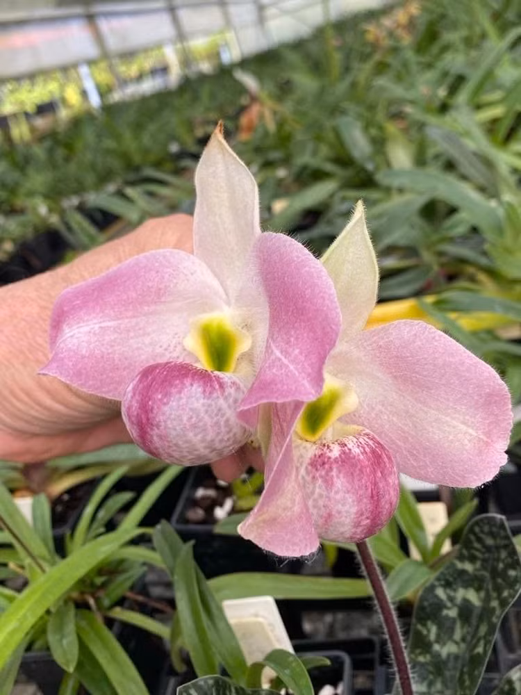 Loai lan chi Viet Nam co, “nui tien” cung khong mua noi-Hinh-10