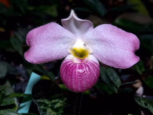 Loai lan chi Viet Nam co, “nui tien” cung khong mua noi-Hinh-7