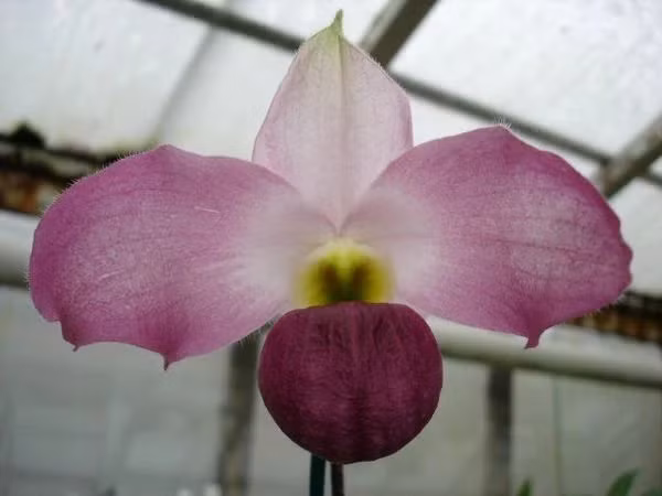 Loai lan chi Viet Nam co, “nui tien” cung khong mua noi-Hinh-13