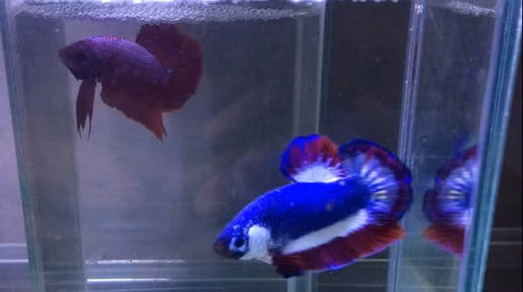 Can canh con ca be ti 37 trieu dong khien dai gia me man