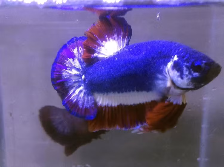 Can canh con ca be ti 37 trieu dong khien dai gia me man-Hinh-8