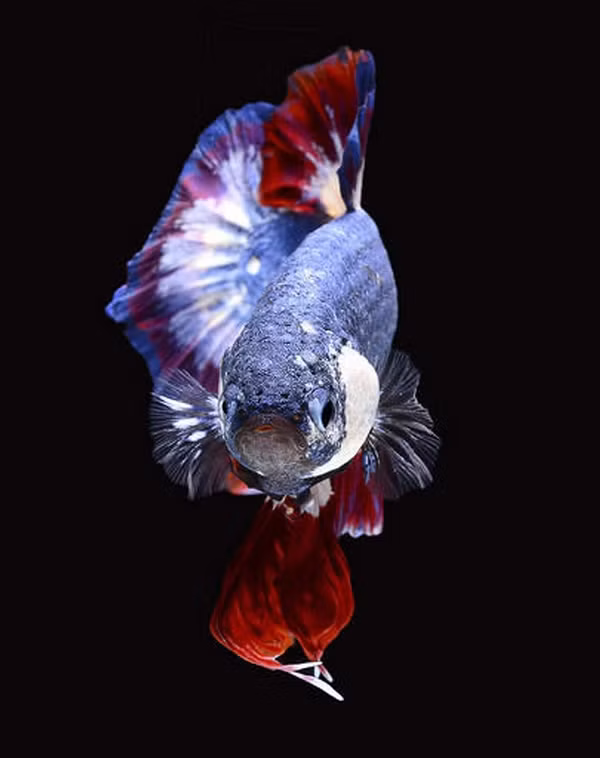 Can canh con ca be ti 37 trieu dong khien dai gia me man-Hinh-2