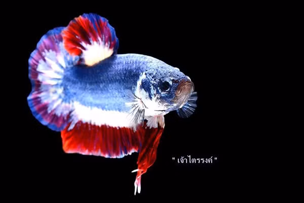 Can canh con ca be ti 37 trieu dong khien dai gia me man-Hinh-6