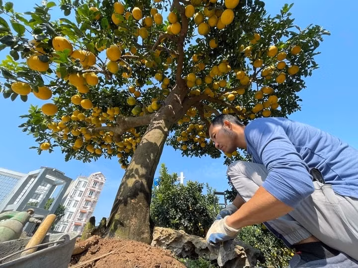 Ngam buoi canh triu trit qua cho khach “ruoc” ve choi Tet 2025-Hinh-7