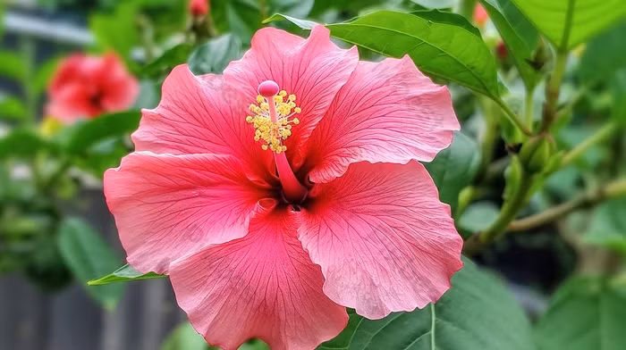 Cay dai moc hang rao hoa “mo vang”, dan pho thi nhau lung mua-Hinh-10