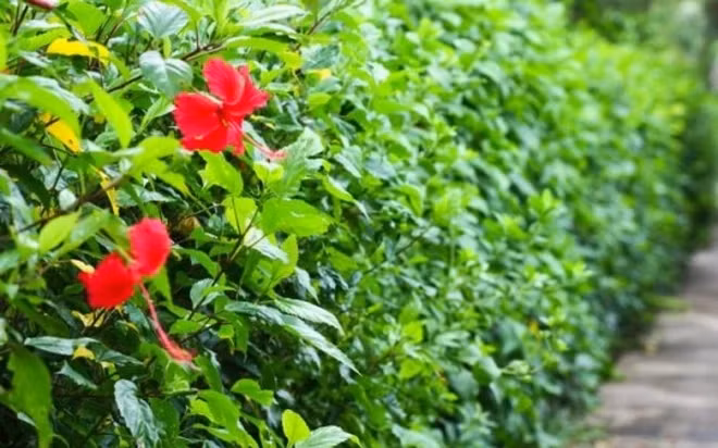 Cay dai moc hang rao hoa “mo vang”, dan pho thi nhau lung mua