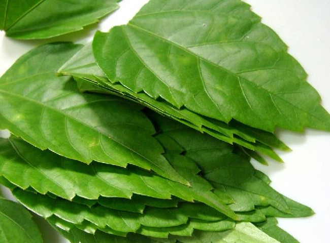 Cây dại mọc hàng rào hóa “mỏ vàng”, dân phố thi nhau lùng mua - Hình 9 Cay dai moc hang rao hoa “mo vang”, dan pho thi nhau lung mua-Hinh-9