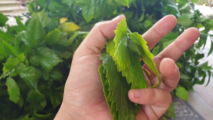 Cây dại mọc hàng rào hóa “mỏ vàng”, dân phố thi nhau lùng mua - Hình 11 Cay dai moc hang rao hoa “mo vang”, dan pho thi nhau lung mua-Hinh-11